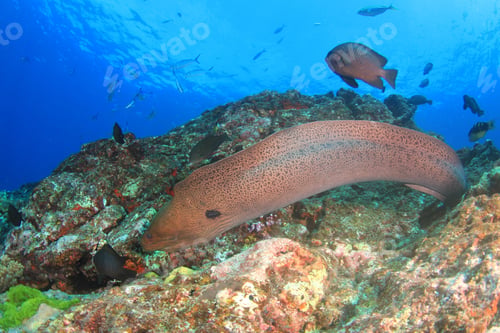 Preview: Giant Moray Eel