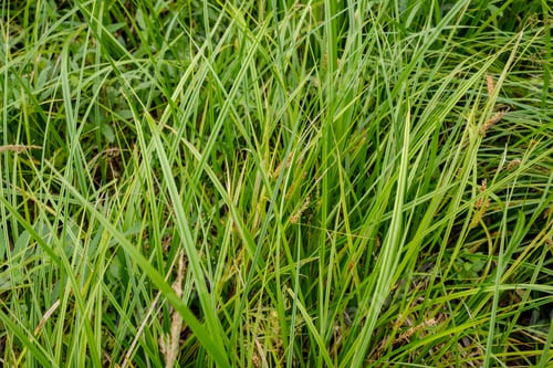Preview: Deep Green Foliage In Summer Light For Backgrounds Or Textures Neutral Texture