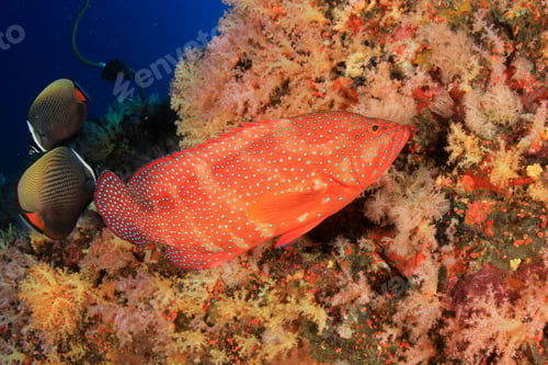 Preview: Underwater Coral Reef And Tropical Fish In Thailand