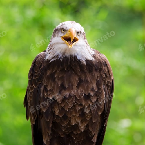 Preview: Bald Eagle