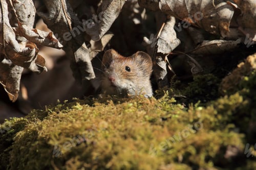 Preview: Bank Vole (Myodes Glareolus; Formerly Clethrionomys Glareolus) Germany