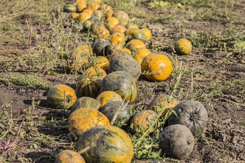 Preview: Pumpkins Field. Pumpkin Harvesting On The Farm In Ukraine.