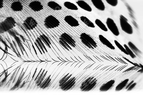 Preview: Guinea Hen Feather With Light Grey Background