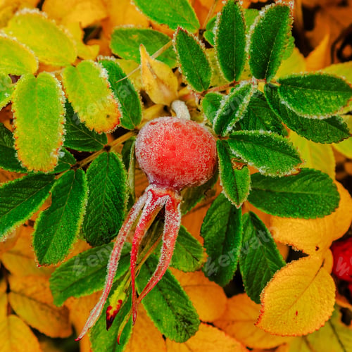 Preview: Berries Of Rosa Canina Covered With Froston A Bush In The Autumn Garden