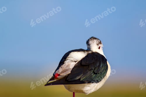 Preview: Common Water Bird. Natural Background.