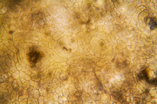 Preview: Onion Root Cells At The Microscope