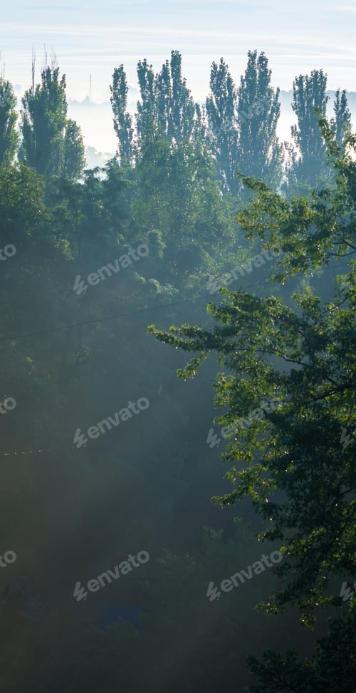 Preview: Volumetric Sunlight, Morning Fog And Green Trees
