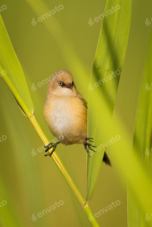 Preview: Cute Bird. Green Reeds. Nature Background Bearded Reedling / Panurus Biarmicus