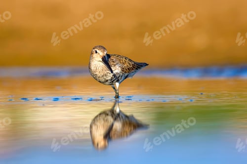 Preview: Water And Bird. Colorful Nature Background.