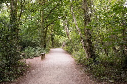 Preview: Dry Woodland Nature Trail With Wooden Bench