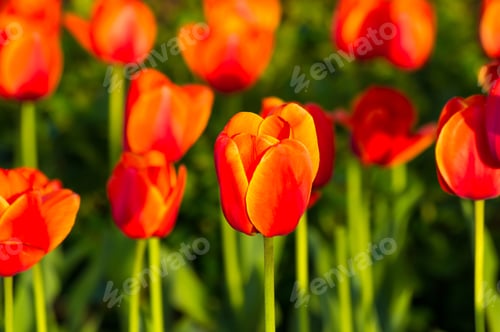 Preview: Colorful Tulips In Early Spring In The Garden