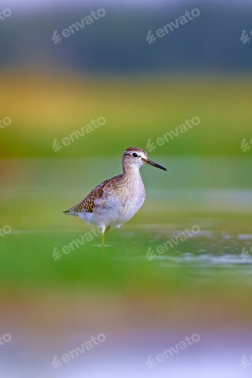 Preview: Water Birds And Fresh Nature. Natural Background.