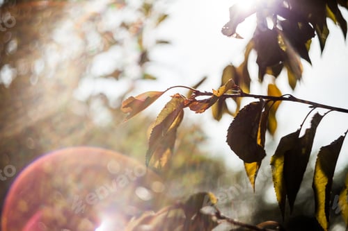 Preview: Autumnal Trees With Yellow Leaves