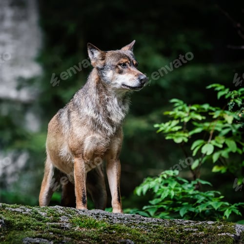 Preview: Wolves In The Bavarian Forest National Park, Bavaria, Germany