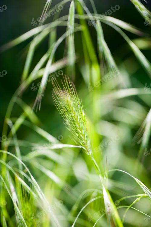 Preview: Abstract Composition With Green Ears Isolated On Green, Natural Background