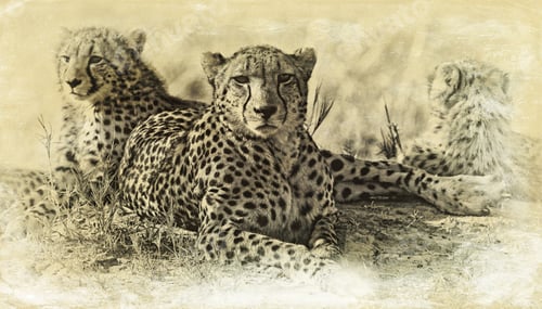 Preview: Vintage Style Image Of Cheetahs (Acinonyx Jubatus Soemmeringii) In The Okavango Delta, Botswana