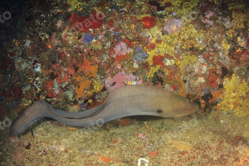 Preview: Giant Moray Eel