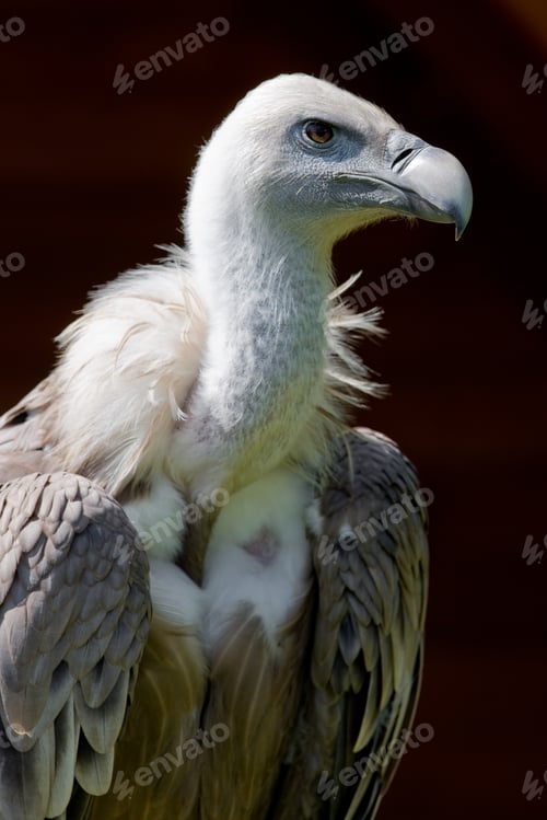 Preview: European Griffon Vulture (Gyps Fulvus Fulvus)
