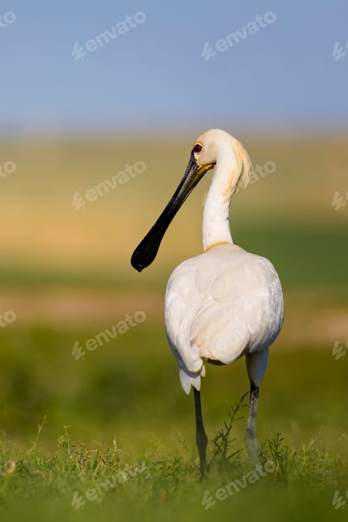 Preview: White Big Heron. Green Blue Nature Habitat Background. Heron: Eurasian Spoonbill. Platalea