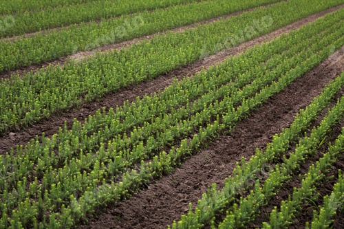 Preview: Young Spruce Seedlings