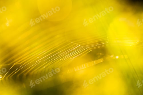 Preview: Abstract Composition With Spider Web Details And Natural Colors