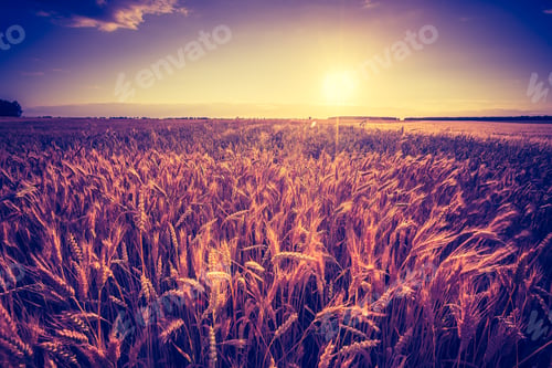 Preview: Vintage Photo Of Landscape With Corn Field At Summer. Beautiful Polish Countryside.