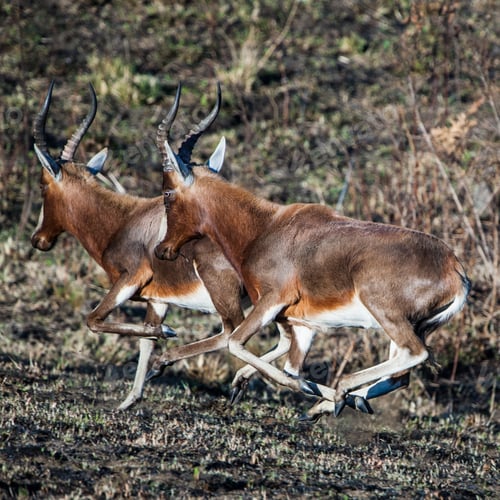Preview: Blesbok Antelopes (Damaliscus Pygargus) In The Malolotja Nature Reserve, Swaziland