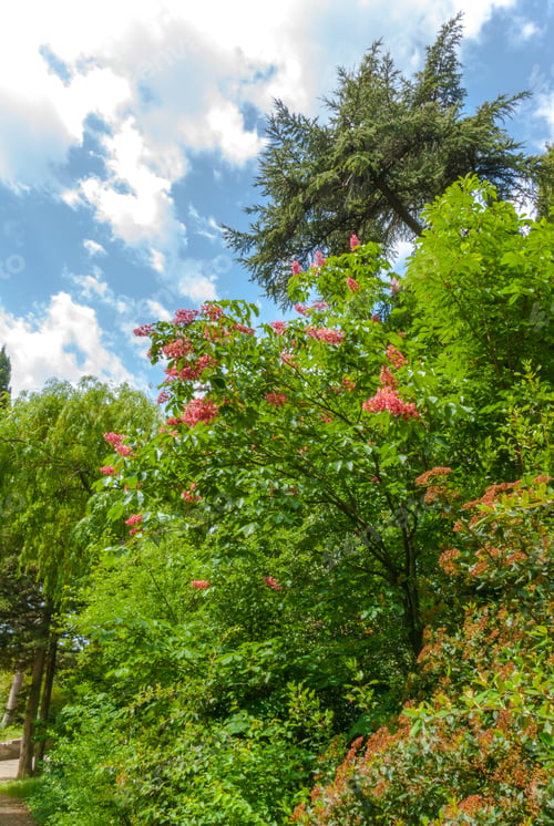 Preview: Blooming Spring Plants In The Old Park Alleys, Mishor, Crimea