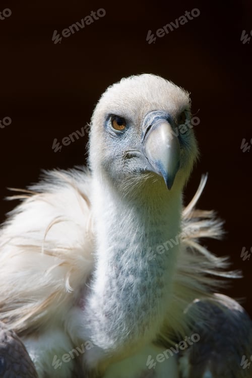 Preview: European Griffon Vulture (Gyps Fulvus Fulvus)
