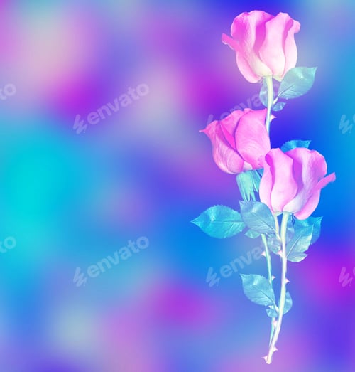 Preview: The Buds Of Flowers Roses.