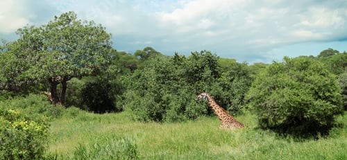 Preview: Giraffe In Tarangire National Park, Tanzania