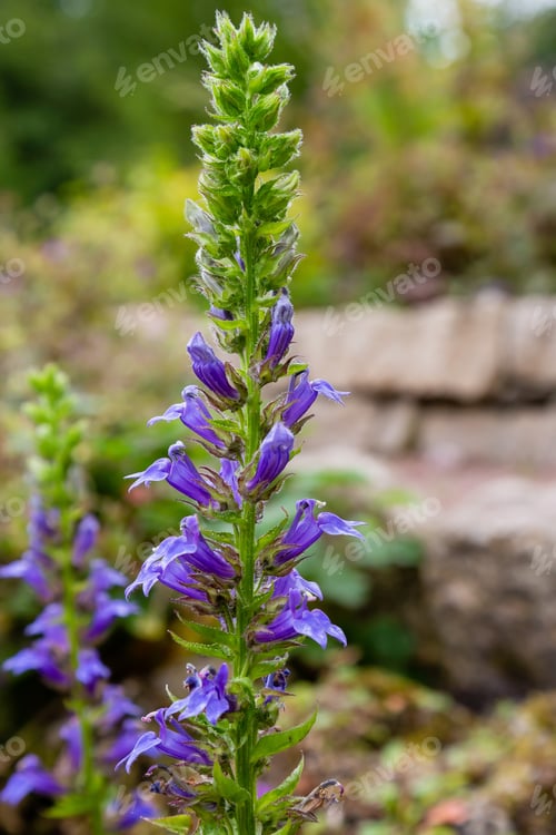 Preview: Blue Cardinal Flower (Lobelia Siphilitica). Called Great Blue Lobelia And Great Lobelia Also.
