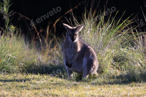 Preview: Red-Necked Wallaby Or Bennett'S Wallaby (Macropus Rufogriseus) Bunya Mountains, Queensland