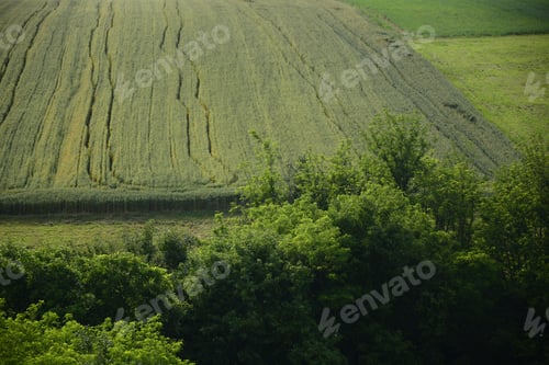 Preview: Fresh Green Wheat Fields