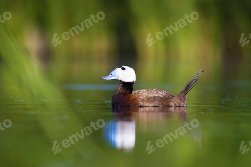 Preview: Swimming Duck. Cute Animals. Colorful Nature Background. Duck: White Headed Duck. Oxyura