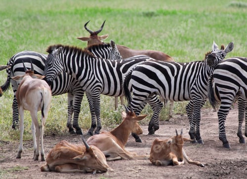 Preview: Zebras And Topi Antelopes In The Serengeti National Park, Great Rift Valley, Tanzania, Africa.