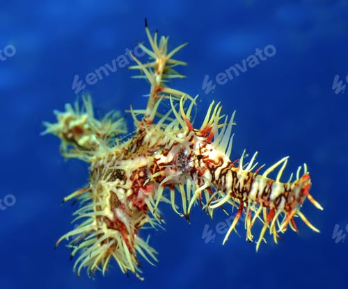 Preview: Ornate Ghost Pipefish