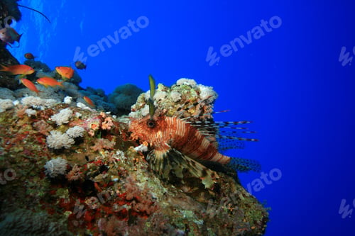 Preview: Common Lionfish