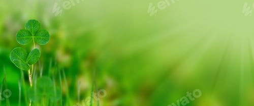 Preview: Green Clover Leaves On A Background Summer Landscape