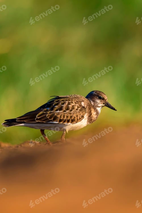Preview: Cute Water Bird. Common Bird Ruddy Turnstone. Colorful Nature Background. Bird: Ruddy Turnstone