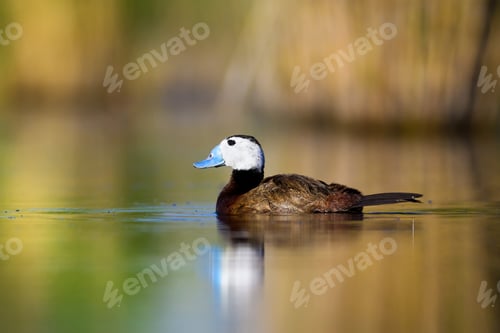 Preview: Cute Duck. Colorful Nature Background. Bird: White Headed Duck. Oxyura Leucocephala.