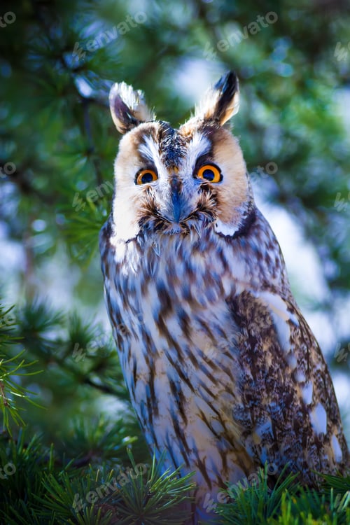 Preview: Forest And Owl. Green Pine Tree Background.