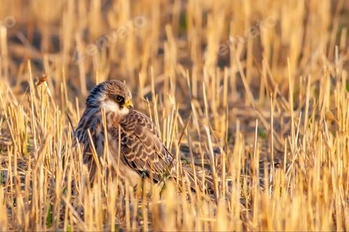 Preview: Falcon. Red Footed Falcon. Falco Vespertinus. Nature Background.