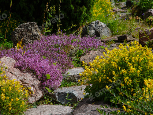 Preview: Alpine Rock With Flowering Plants