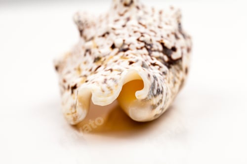 Preview: Seashells - Colors And Texture
