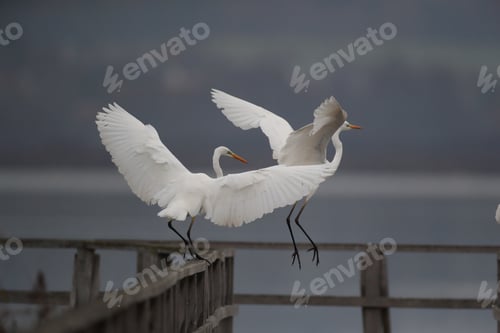 Preview: Great Egret (Ardea Alba) Federsee, Baden-Wuerttemberg, Germany