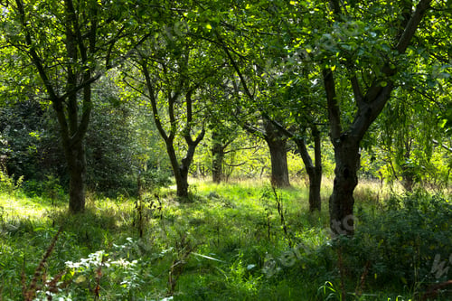 Preview: Shady Grass Woodland Floor Image