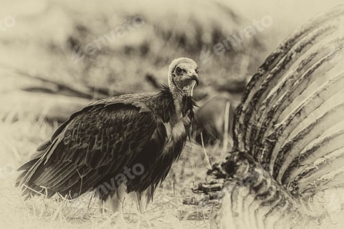 Preview: Vulture In The Etosha National Park, Namibia, Vintage Style