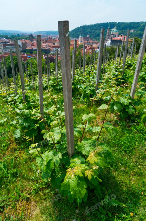 Preview: St. Wenceslas' Vineyard In Prague Castle (Czech: Prazsky Hrad) In Prague Of Czech Republic In Europe