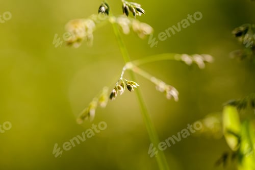 Preview: Green Plants Isolated On Natural Background With Beautiful Bokeh And Contour Light